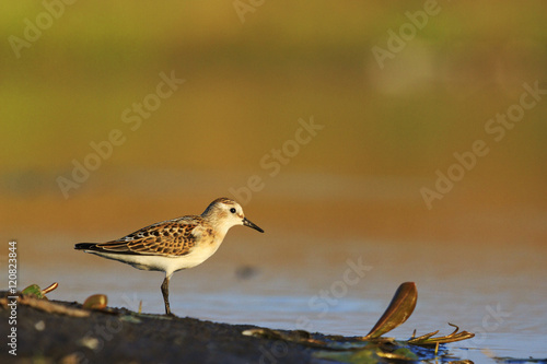 Fotografia, Obraz Little stint Sandpiper walking on a slimy beach