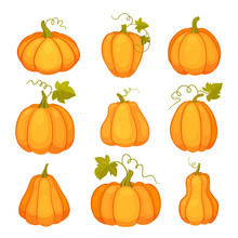 Agricultural Plant Isolated On White Background. Orange And Yellow Pumpkins With Leaves And Stalks. Cartoon Flat Style Vector Illustration