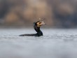 kormoran połykający rybę