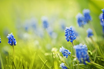 closeup blue spring flowers and fresh green grass. natural summer floral background