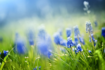 closeup blue spring flowers and fresh green grass. natural summer background