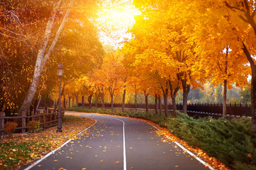 empty road and colorful yellow, green and red trees in autumn park