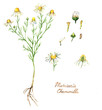 Hand-drawn watercolor botanical illustration of the chamomile plant, flowers, leaves and root. Chamomile drawing isolated on the white background. Medical herbs illustration, herbarium