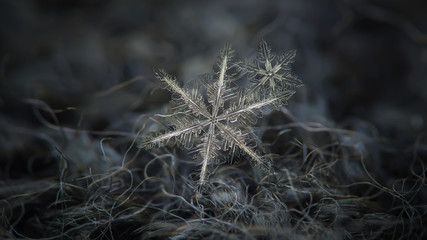 Two snowflakes in flat cluster on dark gray woolen background. This is macro photo of real snow crystals: pair of stellar dendrites with complex structure and sharp edges.