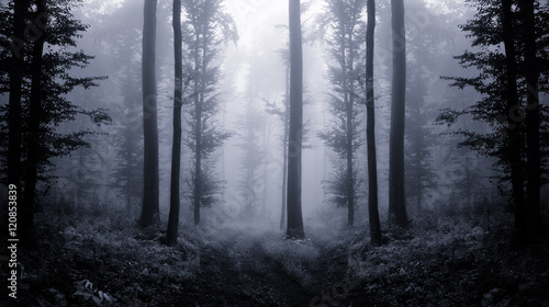 dark forest at twilight