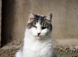 cat infected with feline herpesvirus - viral rhinotracheitis or chlamydiosis - Chlamydia psittaci after losing eye.