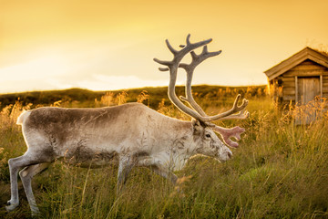 Wall Mural - deer grazing in a meadow in  Lapland