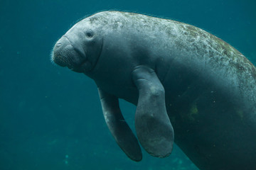 Poster - Antillean manatee (Trichechus manatus manatus).