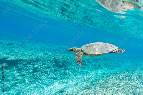 Fotografie, Obraz Sea Turtle (Hawksbill Turtle - Eretmochelys imbricata) swims in turquoise blue water of Indian ocean, Maldives