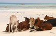 Kühe am Strand von Sansibar