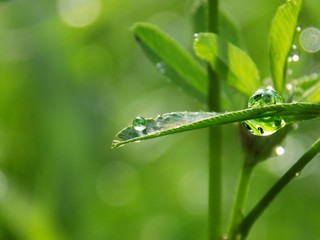 Wall Mural - Rain drops clover leaf on meadow in wild nature after rain