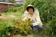 © maroke - Old Japanese woman farming in a home garden