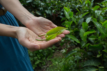 Wall Mural - Female hands holding young tea plant. Ecology concept.Tea plantation in Cameron highlands,mountain hills,Malaysia