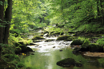 Wall Mural - river in the green spring forest