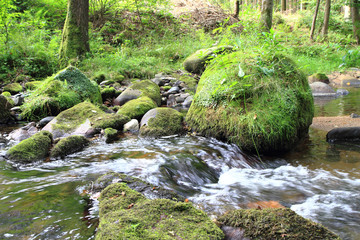 Wall Mural - river in the green spring forest