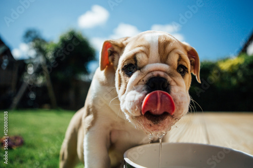 Fotografía Cute puppy Bulldog was thirsty
