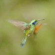 Green-crowned Brilliant Hummingbird, Costa Rica