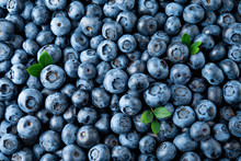 Blueberry. Fresh Organic Berries Macro. Fruit Background