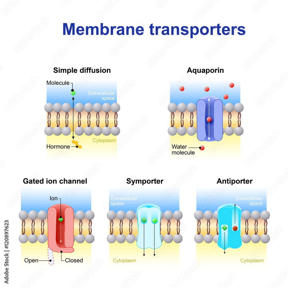 Mechanisms for the transport of ions and molecules across cell m Stock ...