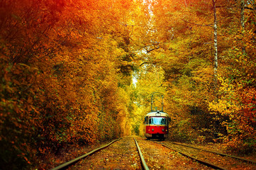 red tram in the deep sunny forest. natural autumn background