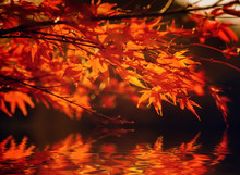 Red Leaves On Tree Branch. Natural Autumn Background