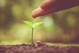 Hand nurturing a young green plant with natural green background / Agriculture