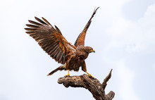 Harris's Hawk Perched On Dead Tree With Aggresive Stance, Wings Up