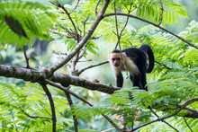 White Faced Or Capuchin Monkey