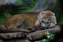 Cougar Or Mountain Lion - Puma Concolor