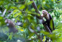 White Faced Or Capuchin Monkey
