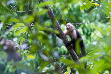 white faced or capuchin monkey