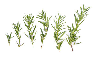 Wall Mural - rosemary isolated on white background