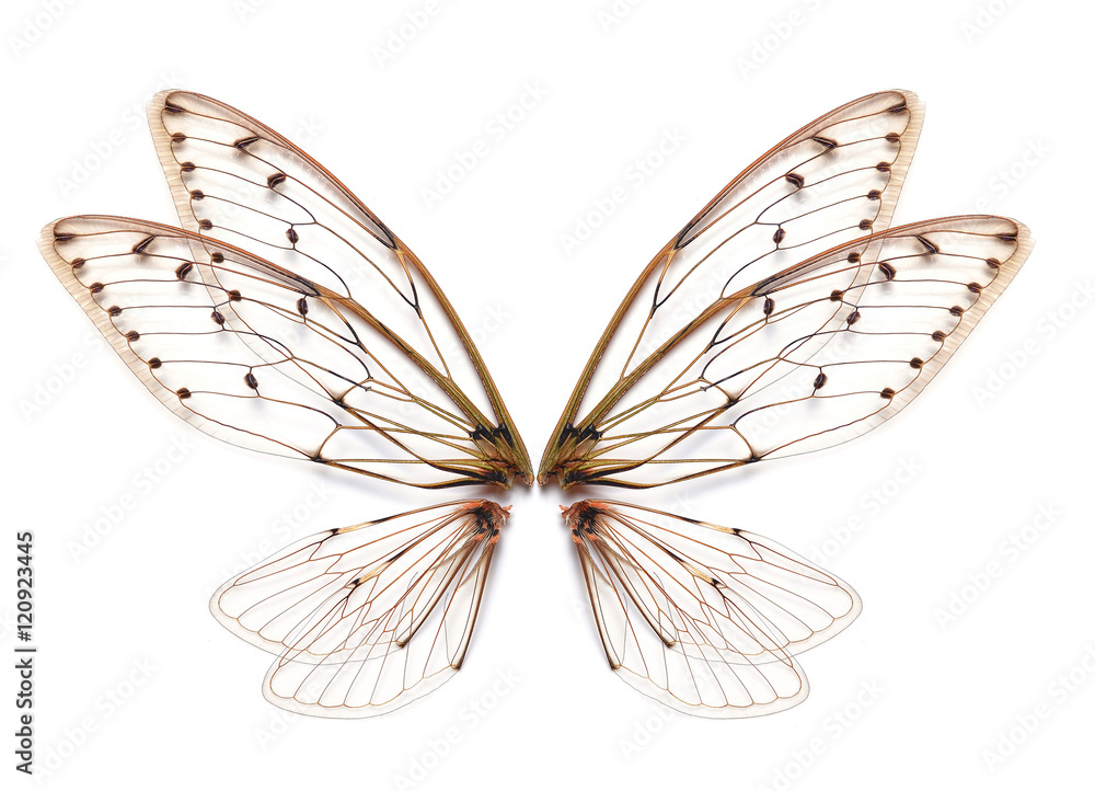 Insect cicada wing  isolated on white background - obrazy, fototapety, plakaty 