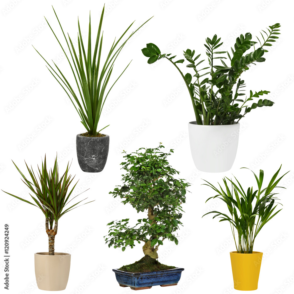 deko set aus zimmerpflanzen, topfpflanzen & palmen freigestellt auf weiss  Stock Photo | Adobe Stock