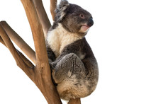 Koala Bear Isolated