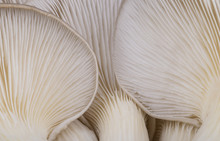 Oyster Mushroom Gills Macro 