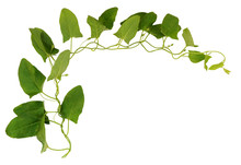 Bindweed Twig With Green Leaves