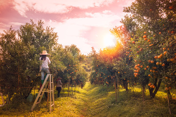 Wall Mural - Orange orchard in morning.