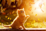 Fototapeta Koty - junges Kätzchen im Herbst