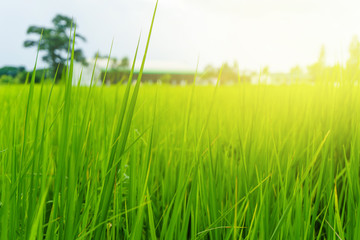 rice field and factory background