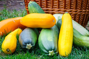 Poster - Fresh, healthy, organic yellow and green zucchini courgettes  on the grass. The harvest from the garden