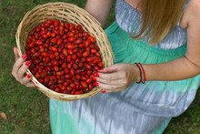 Woman Holding A Wicker Basket Full Of Ripe Red Rose Hip. Autumn Season In The Garden.