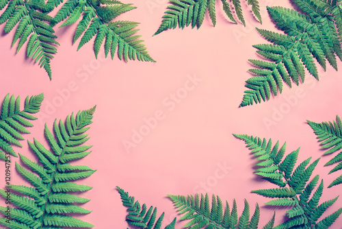 Naklejka na szybę Summer tropical background, fern leaves