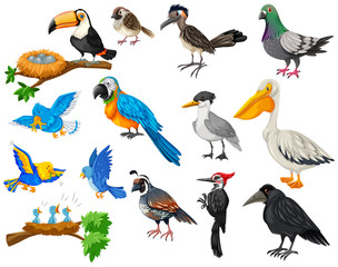 Wall Mural - Different kinds of birds set