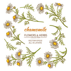 Poster - chamomile vector set