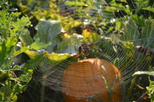 Zipper Spider Web In Pumpkin Patch