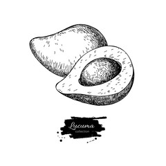 Sticker - Lucuma vector superfood drawing. Isolated hand drawn  illustrati