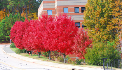 Sticker - red autumn trees in a row at road side outside company building