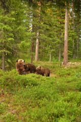 Wall Mural - brown bear suckling cubs in forest