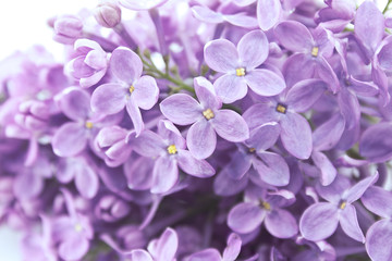 Wall Mural - Lilac blossom on white background. Greeting card. Mother's Day a